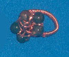 Bloodstone woven copper ring